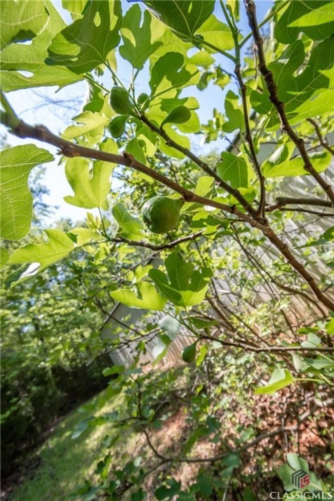 figs | Image 47