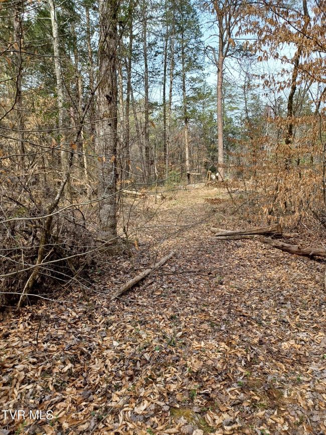 Walking along right side of property, level. Potential build Site | Image 9