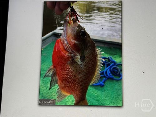 0 Griffin Ferry Rd, Lyons, GA, 30436 | Card Image