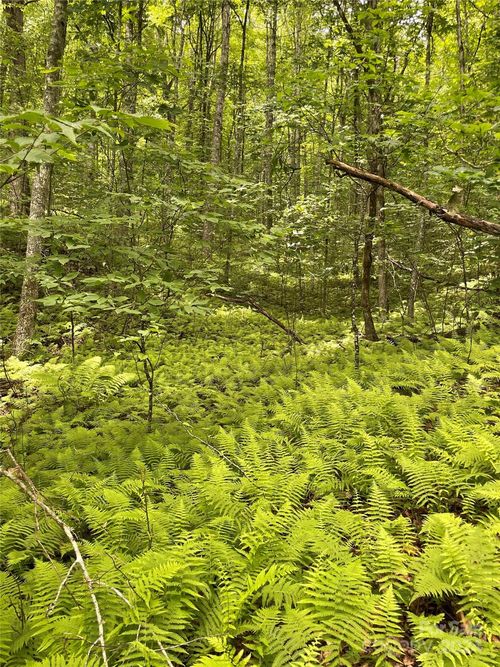 25-25 Rainbow Trout Dr, Tuckasegee, NC, 28783-8851 | Card Image