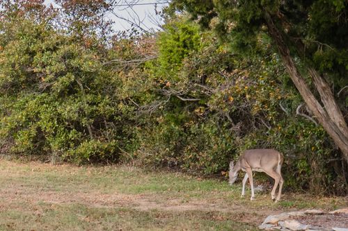 Lot 95 Cliffs Drive, Possum Kingdom Lake, TX, 76449 | Card Image