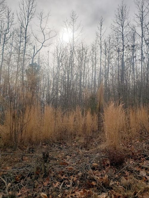 16-628 Mountain Creek Rd, Green Bay, VA, 23942 | Card Image