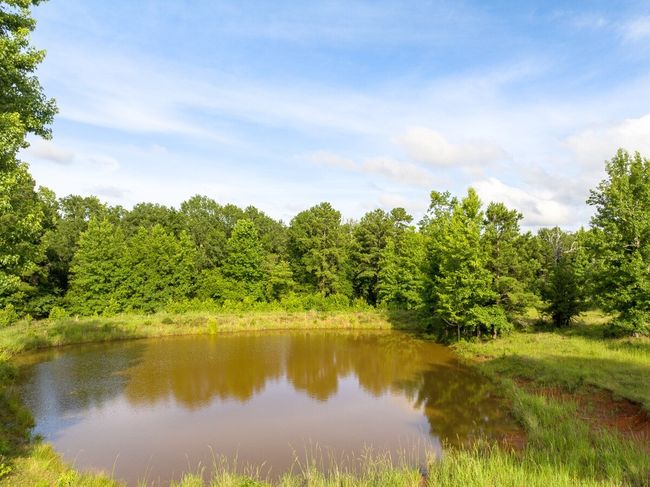 Water view with a forest | Image 6