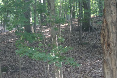 lot 20 Crystal Ave, Beulah, MI, 49617 | Card Image