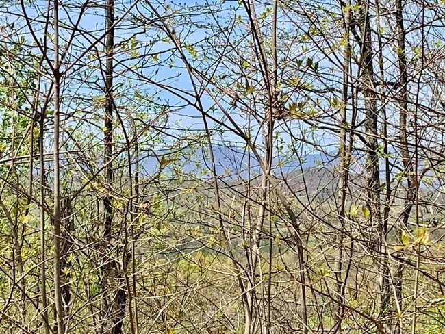 91 - 43 Old Burnt Mountain Rd, Home with 0 bedrooms, 0 bathrooms and null parking in Ellijay GA | Image 19