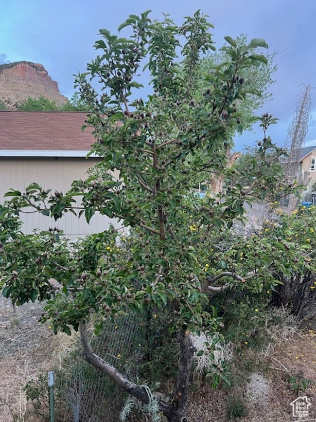 Mature tree on southern side of front yard | Image 28