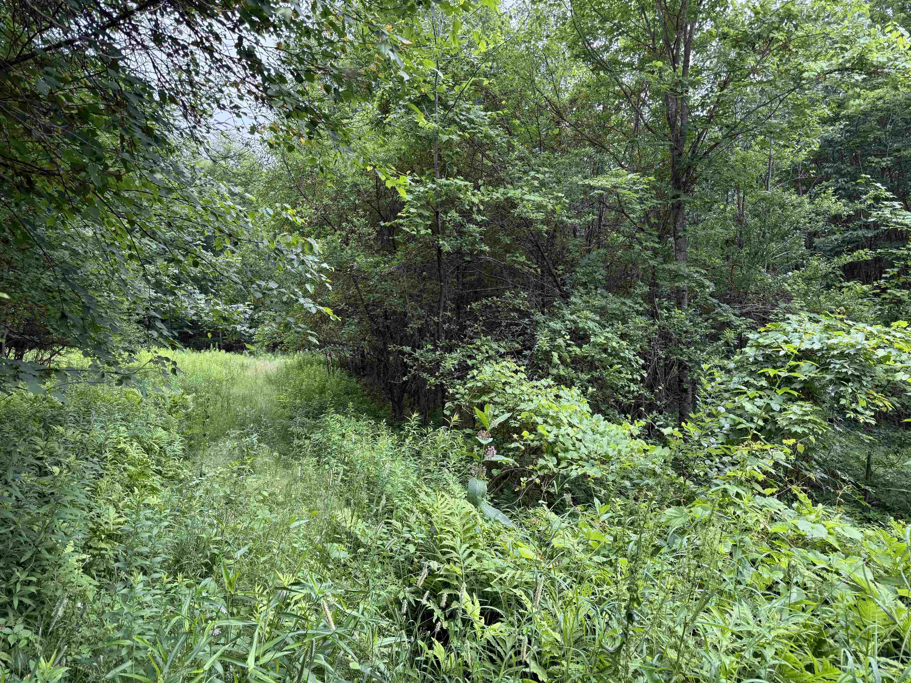 Land in Rumney 3