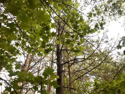 60 W. James Anderson Hwy, Buckingham, VA, 23921 | Card Image