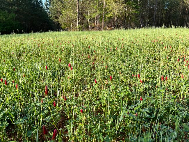 Big Plot AFTER (clover) | Image 9