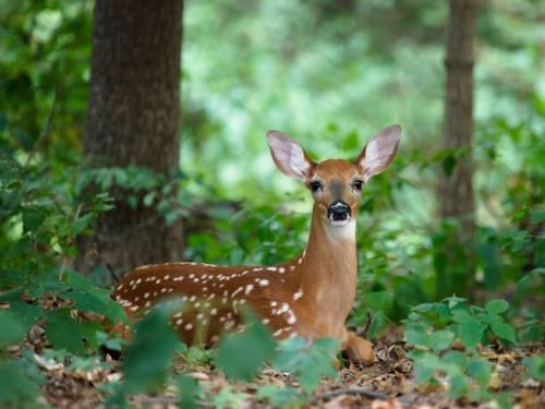Lot 46 Pocono Mountain Lake Dr, Bushkill, PA, 18324 | Card Image