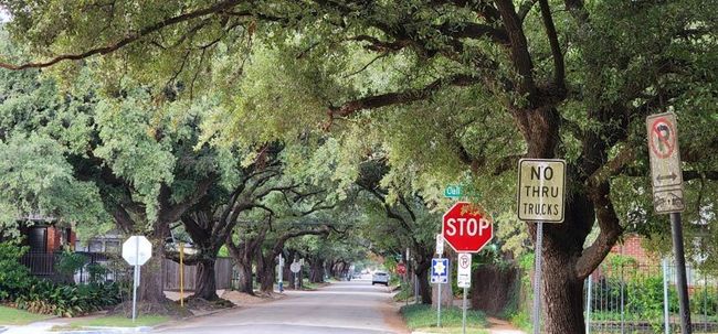 shady streets lined with canopy of magnificent oak trees | Image 11