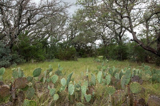 1 - 1632 Link Rd, Home with 0 bedrooms, 0 bathrooms and null parking in Doss TX | Image 17