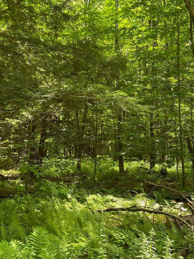 00 Norrie Davies Rd, Home with 0 bedrooms, 0 bathrooms and null parking in Cavendish VT | Image 6