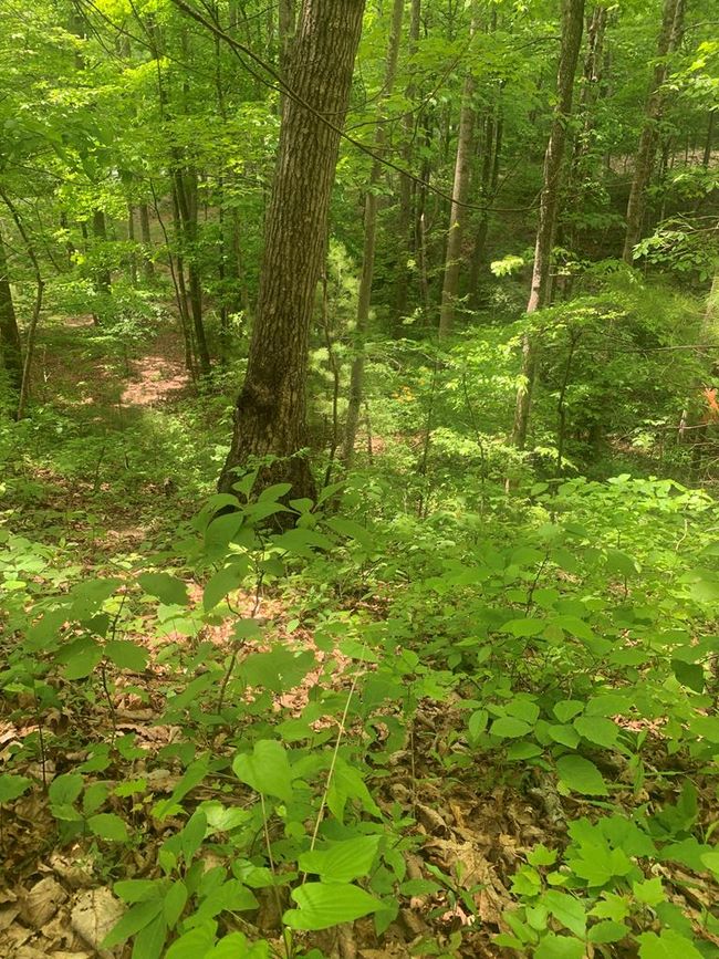0 Tyler St, Home with 0 bedrooms, 0 bathrooms and null parking in Bluefield VA | Image 5