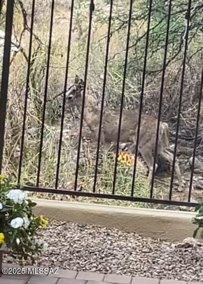Visiting Deer | Image 49