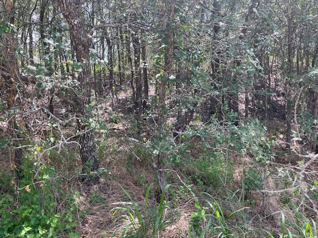 View of local wilderness | Image 5