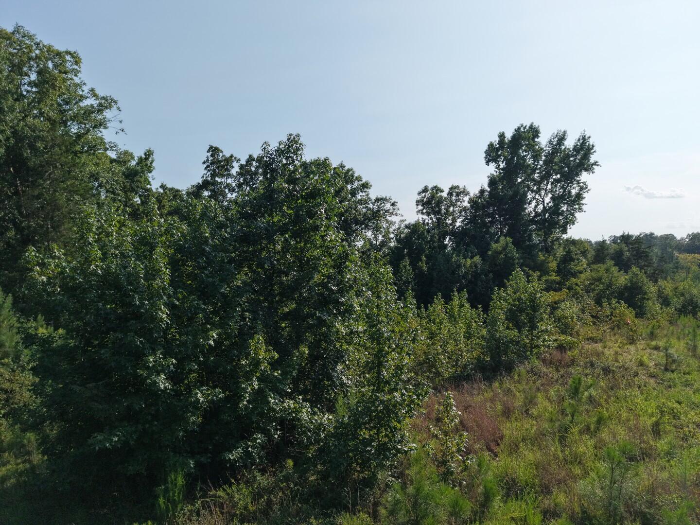 Land in Winnsboro 5