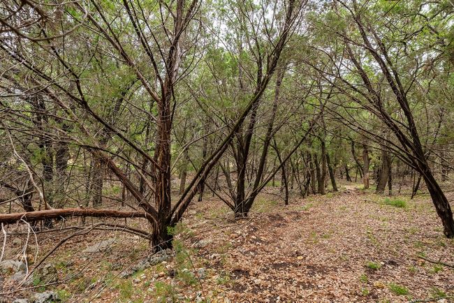View of wooded area | Image 12