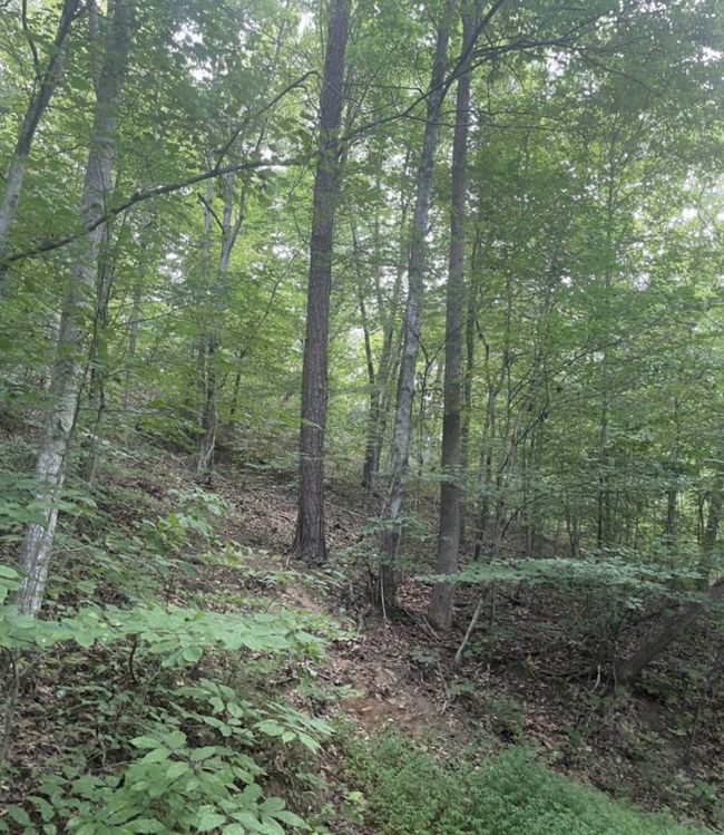 45 Kinkaid Rd, Home with 0 bedrooms, 0 bathrooms and null parking in Manchester KY | Image 23
