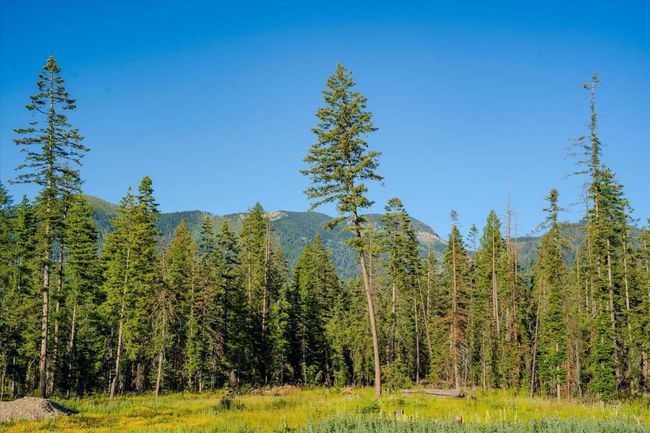 View of mountain background featuring a forest | Image 66
