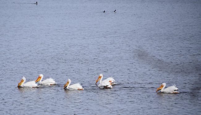 DSC_9656.JPG | Image 22