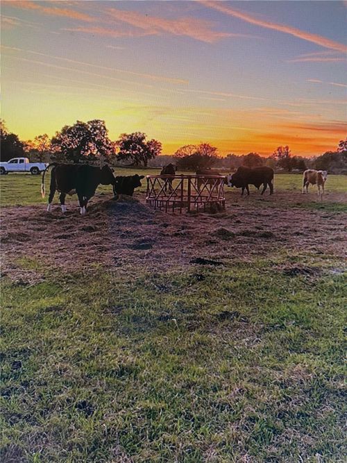 3650 Ne 95th St, Anthony, FL, 32617-3636 | Card Image