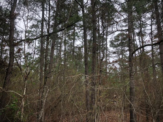 View of landscape featuring a forest view | Image 5