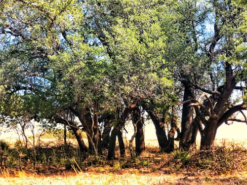 523 Ava Grace Ln, Dublin, TX, 76446-2086 | Card Image