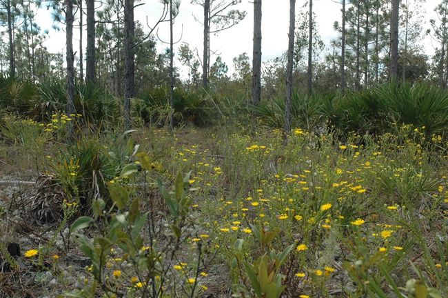 12500 Ne 87 Th Pl, Home with 0 bedrooms, 0 bathrooms and null parking in BRONSON FL | Image 9