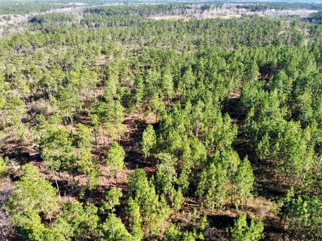 0 Robert White Rd, Home with 0 bedrooms, 0 bathrooms and null parking in Bay Minette AL | Image 9