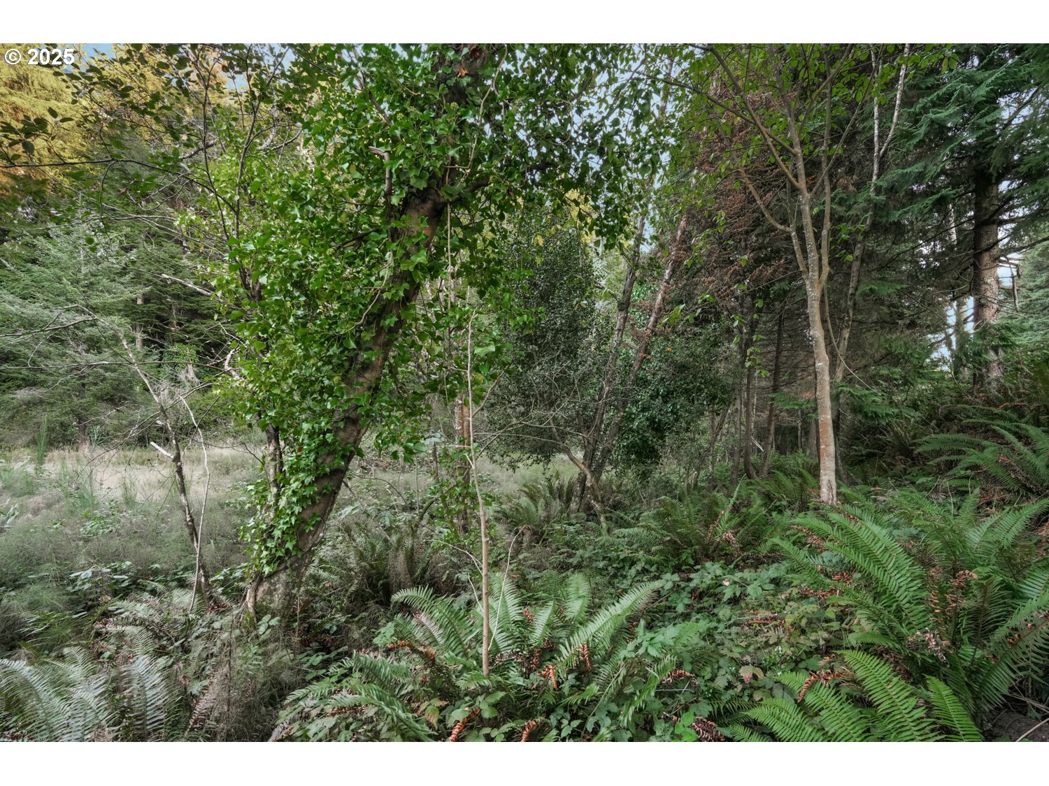 Land in CoosBay 3