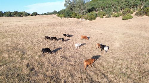 12244 Camanche Pkwy S, Burson, CA, 95225 | Card Image