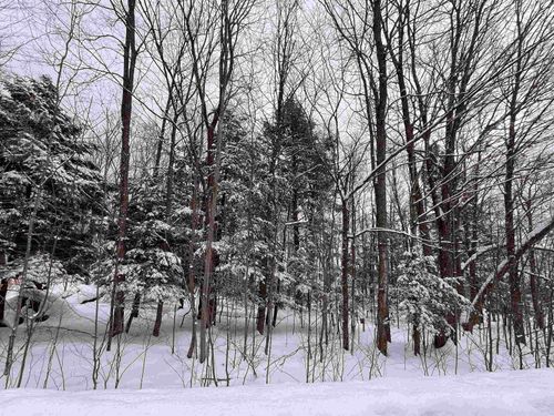 VL Staceywood Circle, Custer Township, MI, 49615 | Card Image