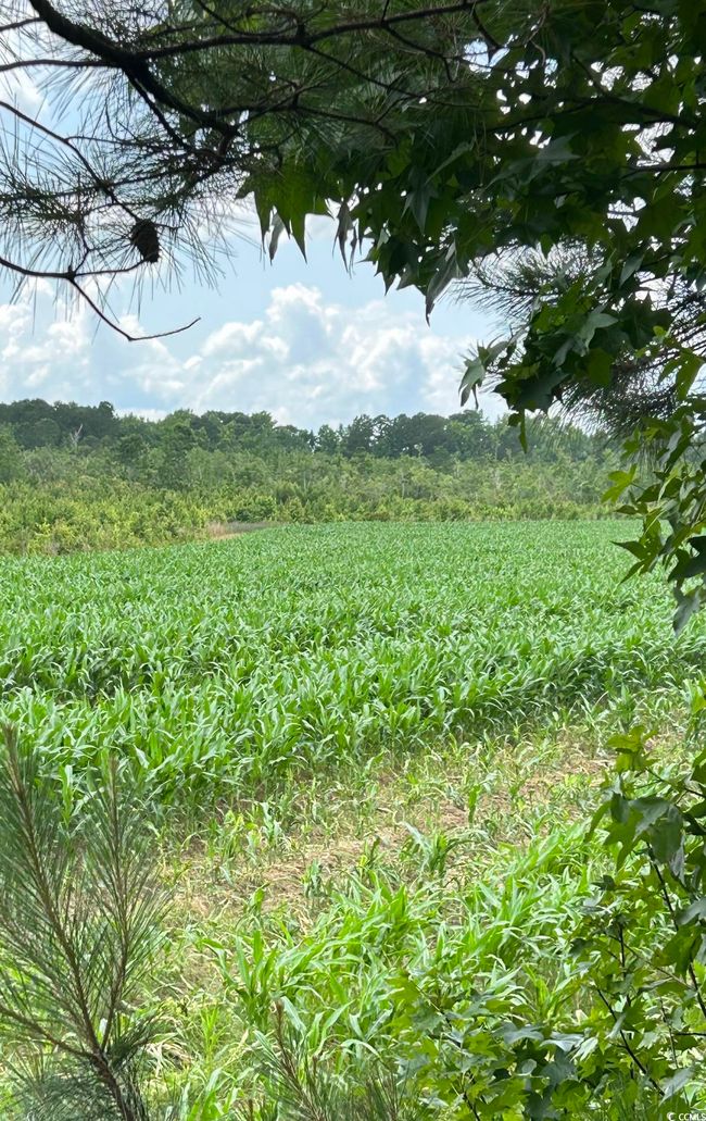 View of wooded area featuring agricultural area and a rural view | Image 30