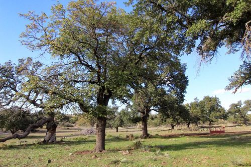 963 Josephine, Harper, TX, 78631 | Card Image