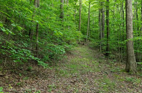 Lot 1 Sycamore Fork Road, Wallace, WV, 26448 | Card Image