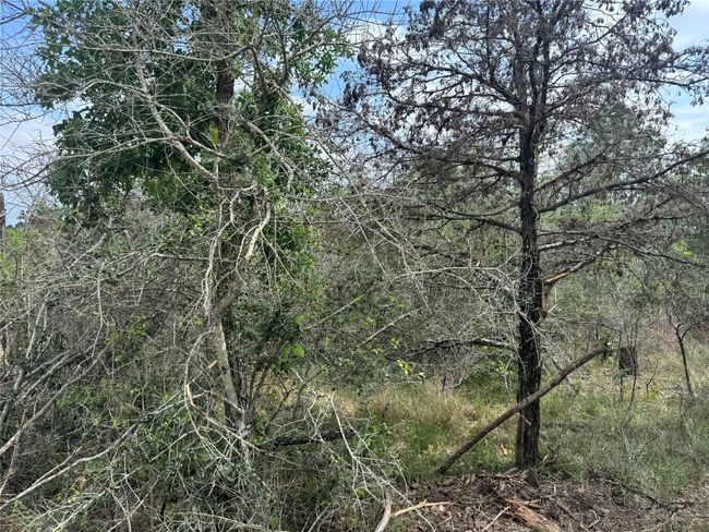 View of local wilderness | Image 5