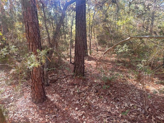 000 Pine Hollow Dr, Home with 0 bedrooms, 0 bathrooms and null parking in Bastrop TX | Image 6