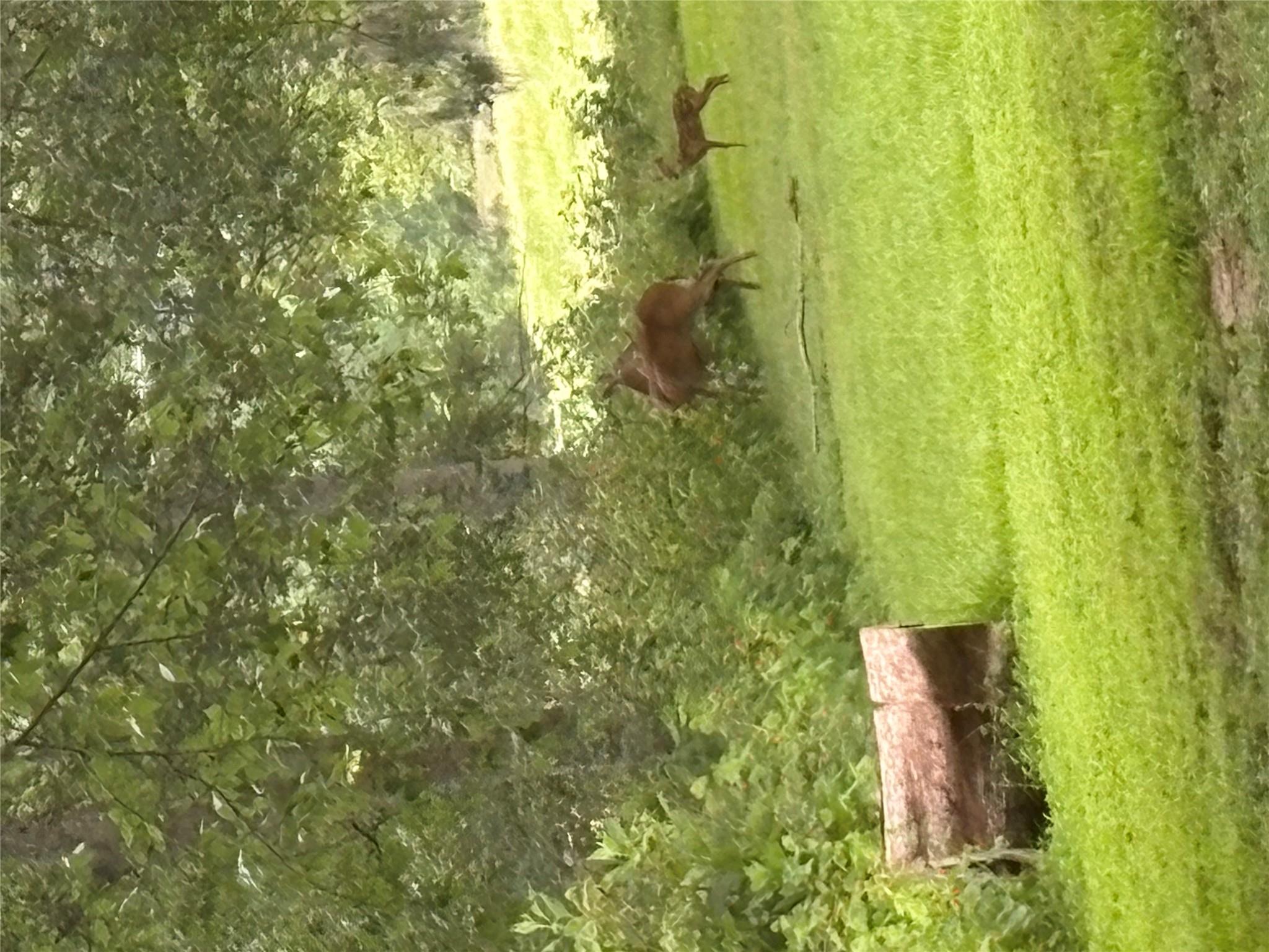 Land in Bastrop 4