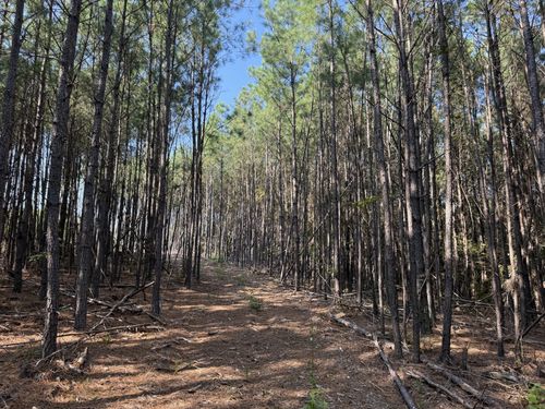 3415 Waynesboro Hwy, Hohenwald, TN, 38462 | Card Image