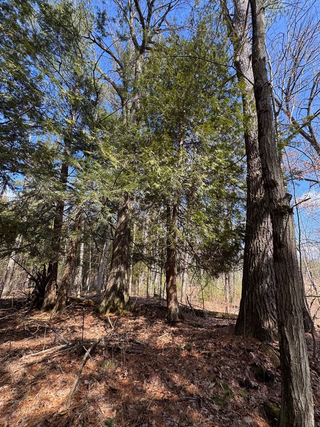4233 Hardacre Trl, Home with 0 bedrooms, 0 bathrooms and null parking in Houghton Lake MI | Image 22