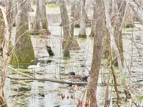 TBD Hills Rd, Holden, LA, 70744 | Card Image