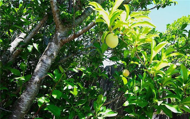 Lemon tree in back yard | Image 35