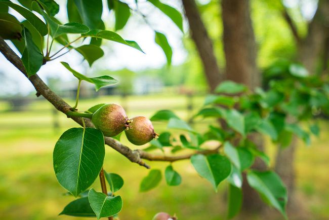 "There are only 10 minutes in the life of a pear in when it is perfect to eat" Ralph Waldo Emerson | Image 55