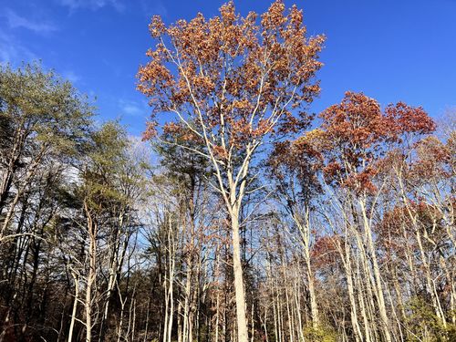 72 Lady Slipper Lane, Monteagle, TN, 37356 | Card Image