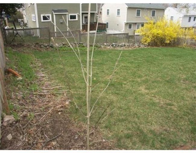 109 Robbins Rd, House other with 3 bedrooms, 1 bathrooms and 3 parking in Arlington MA | Image 4
