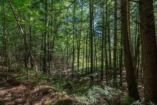 Lot 2 E Amber Lake Rd, Home with 0 bedrooms, 0 bathrooms and null parking in Lac du Flambeau WI | Image 18