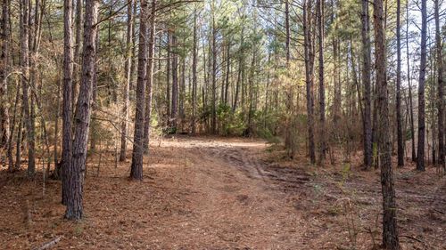 15257 Fm 729, Avinger, TX, 75630-8583 | Card Image