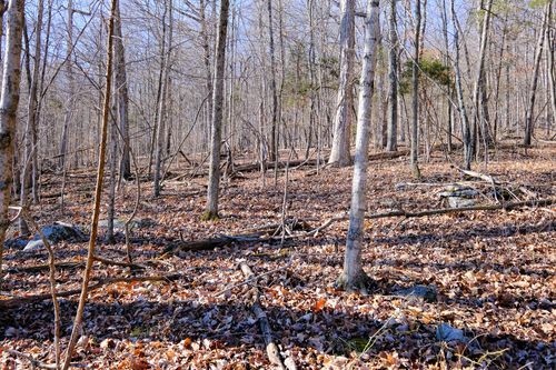 166 Regal Avenue, Somerset, KY, 42501 | Card Image