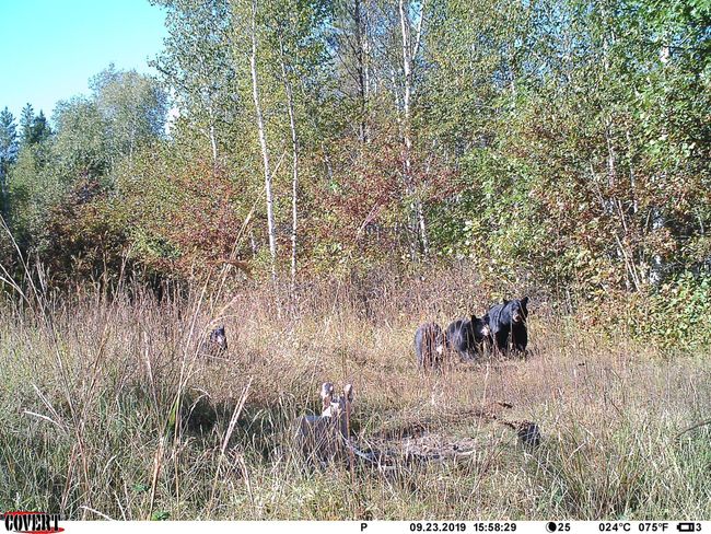Bears | Image 40
